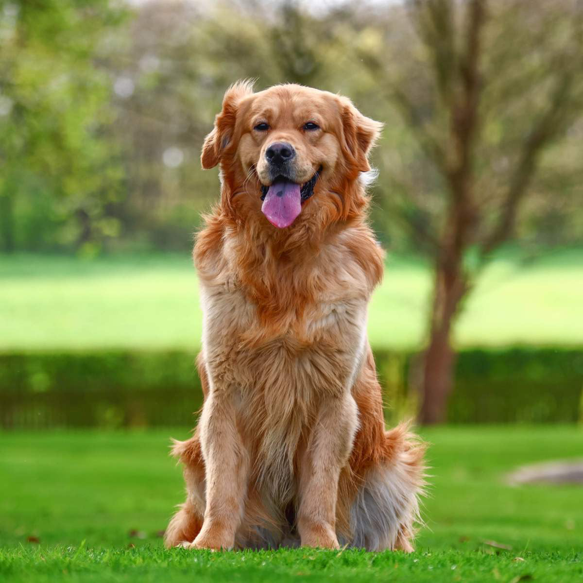 Golden Retriever — therapy candidate