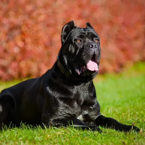 Wanstead family protection dog — homes near Wanstead Flats