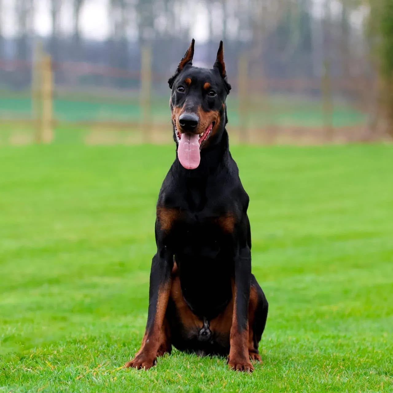 Family Protection Dogs