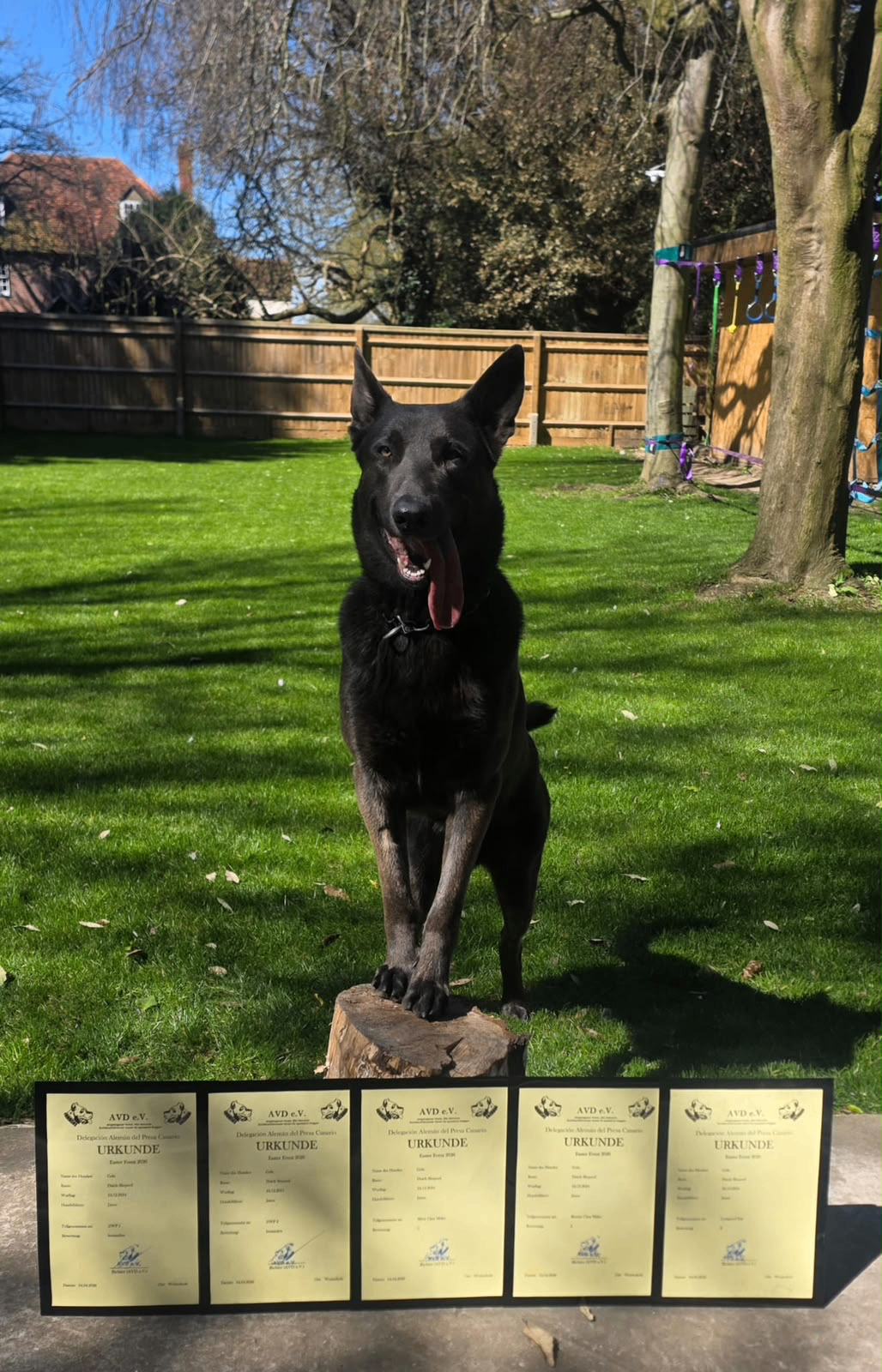 protection dog serving Havering