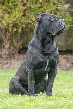 Cane Corso protection dog