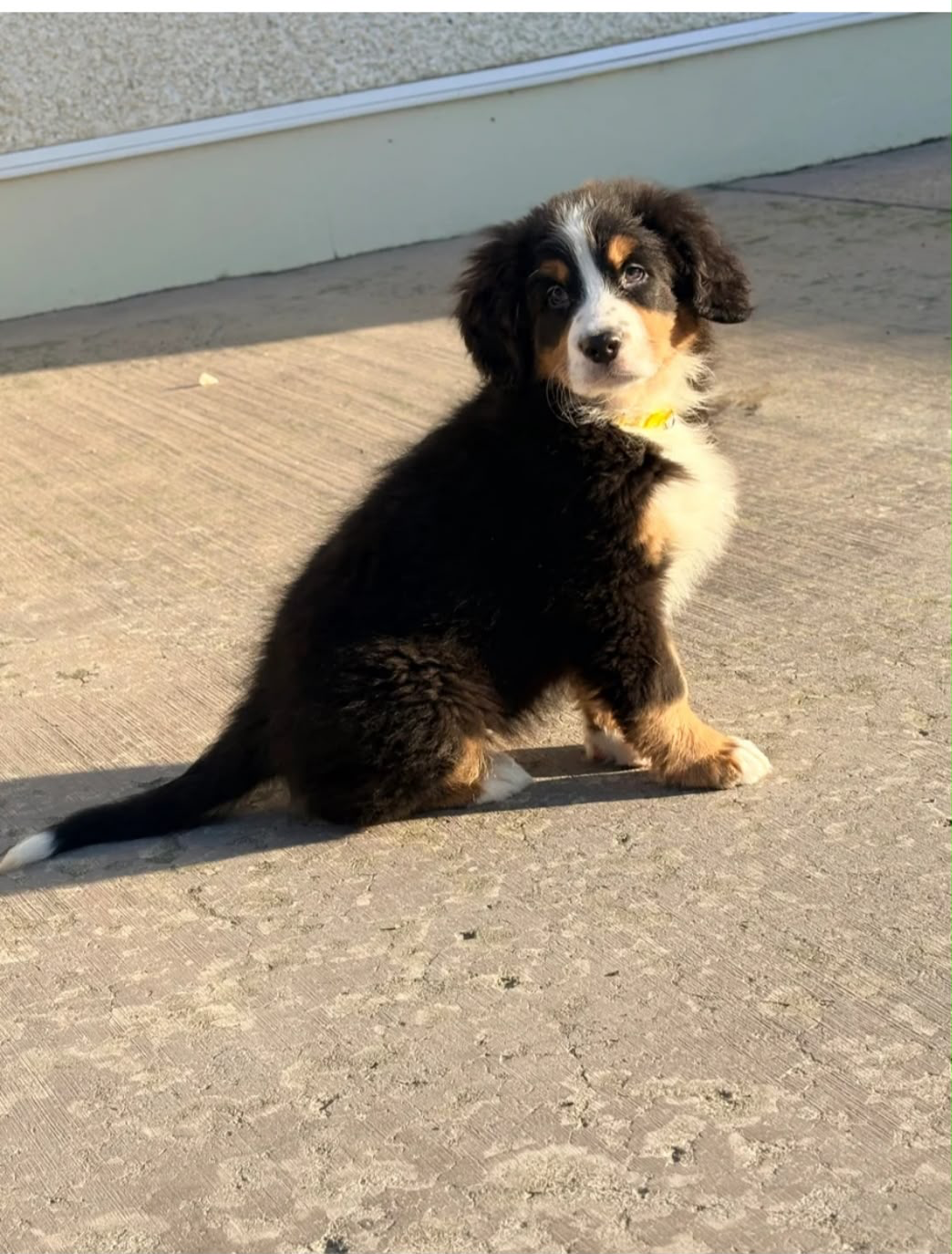 Puppy development work