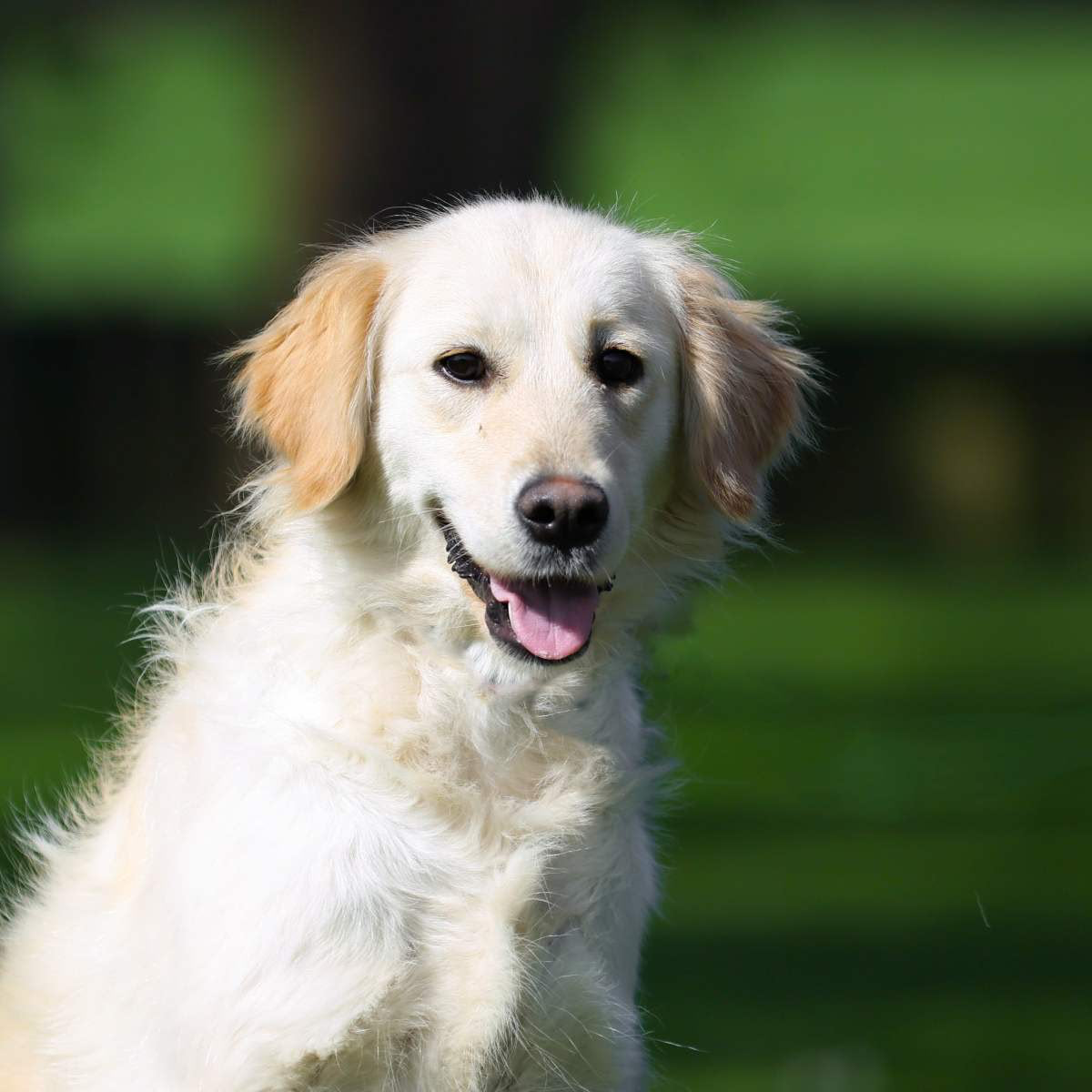 Young Golden — early training foundations