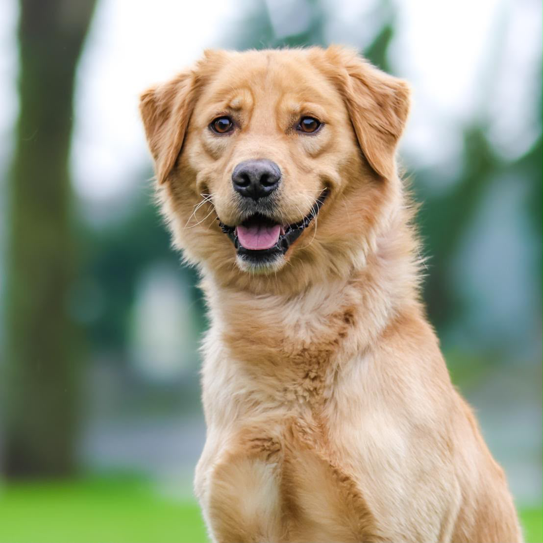 Golden Retriever cross — companion obedience