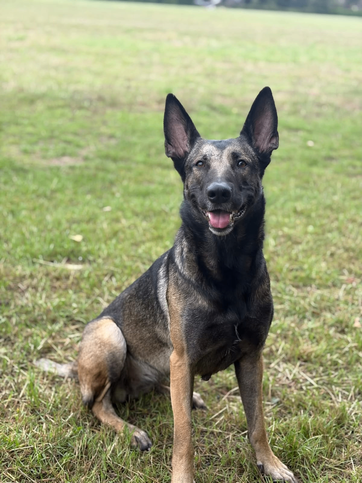 Upminster family protection dog — large plots on the M25 fringe