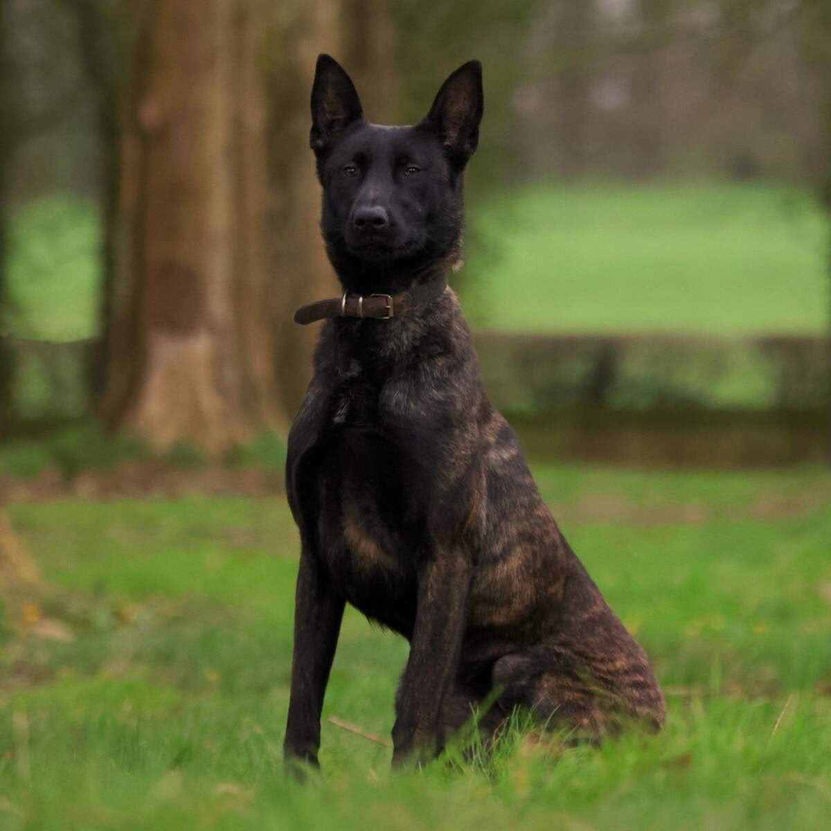 Dutch Shepherd — full sit