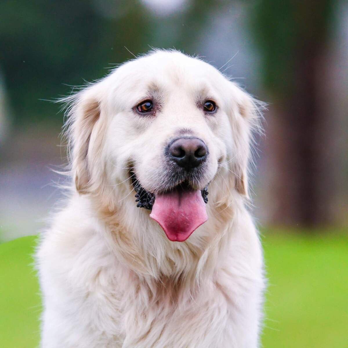 Golden Retriever — calm assistance temperament