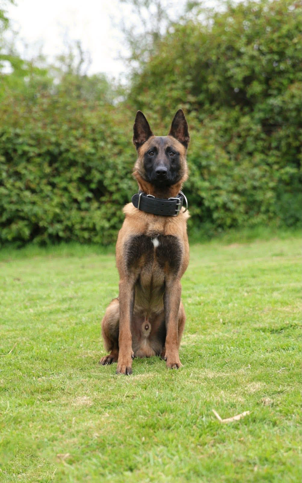 Malinois in field training