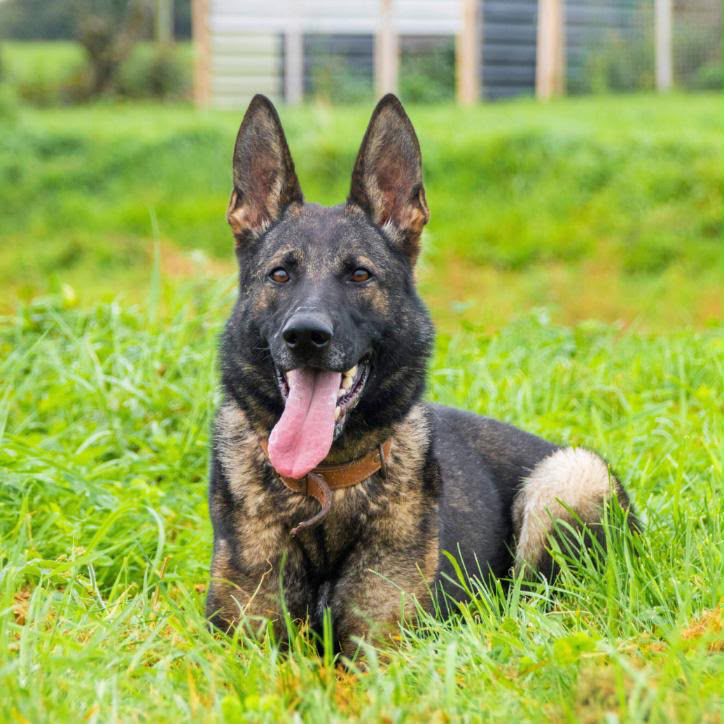 Malinois — working focus