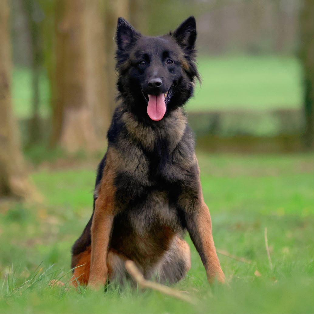 Long-coat Shepherd — calm confidence