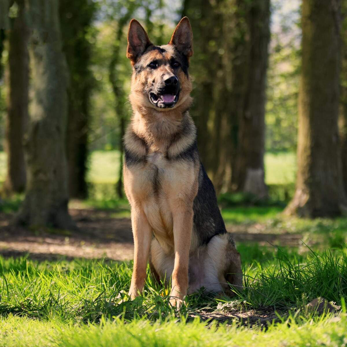 German Shepherd — obedience in the woods