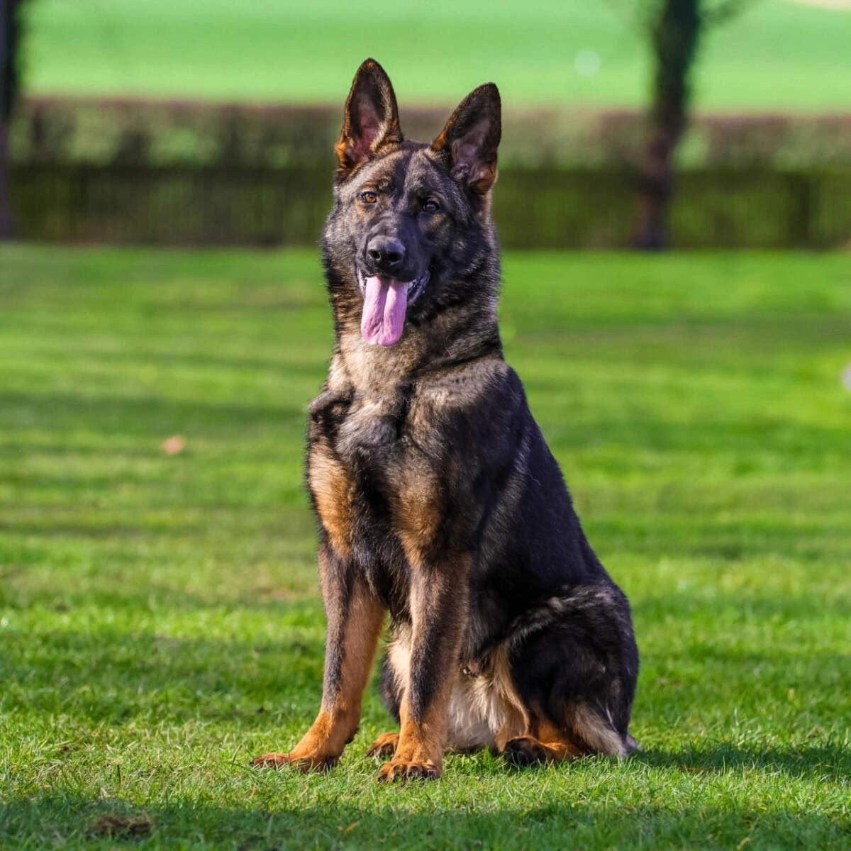 German Shepherd protection dog