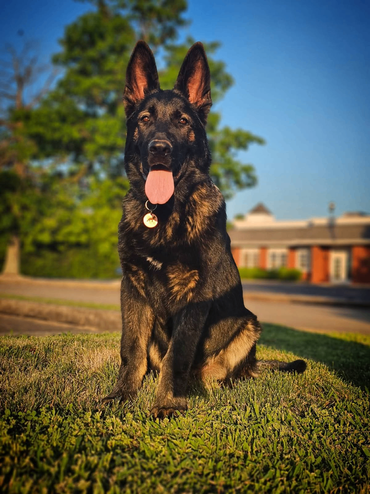 trained dog serving Welwyn Hatfield