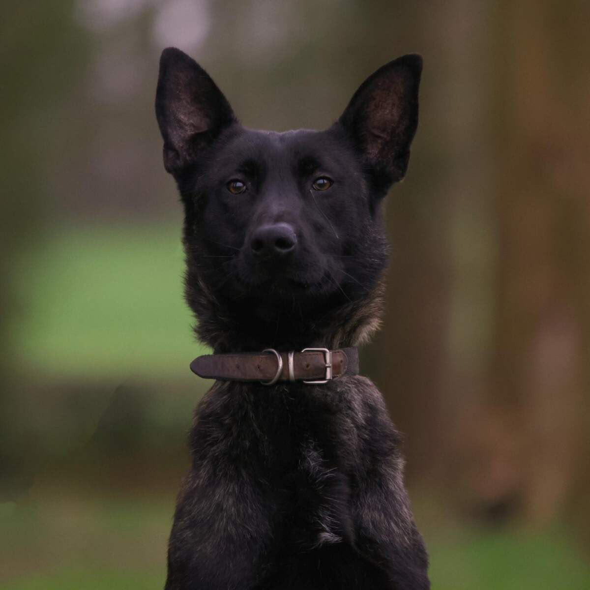 Dutch Shepherd portrait