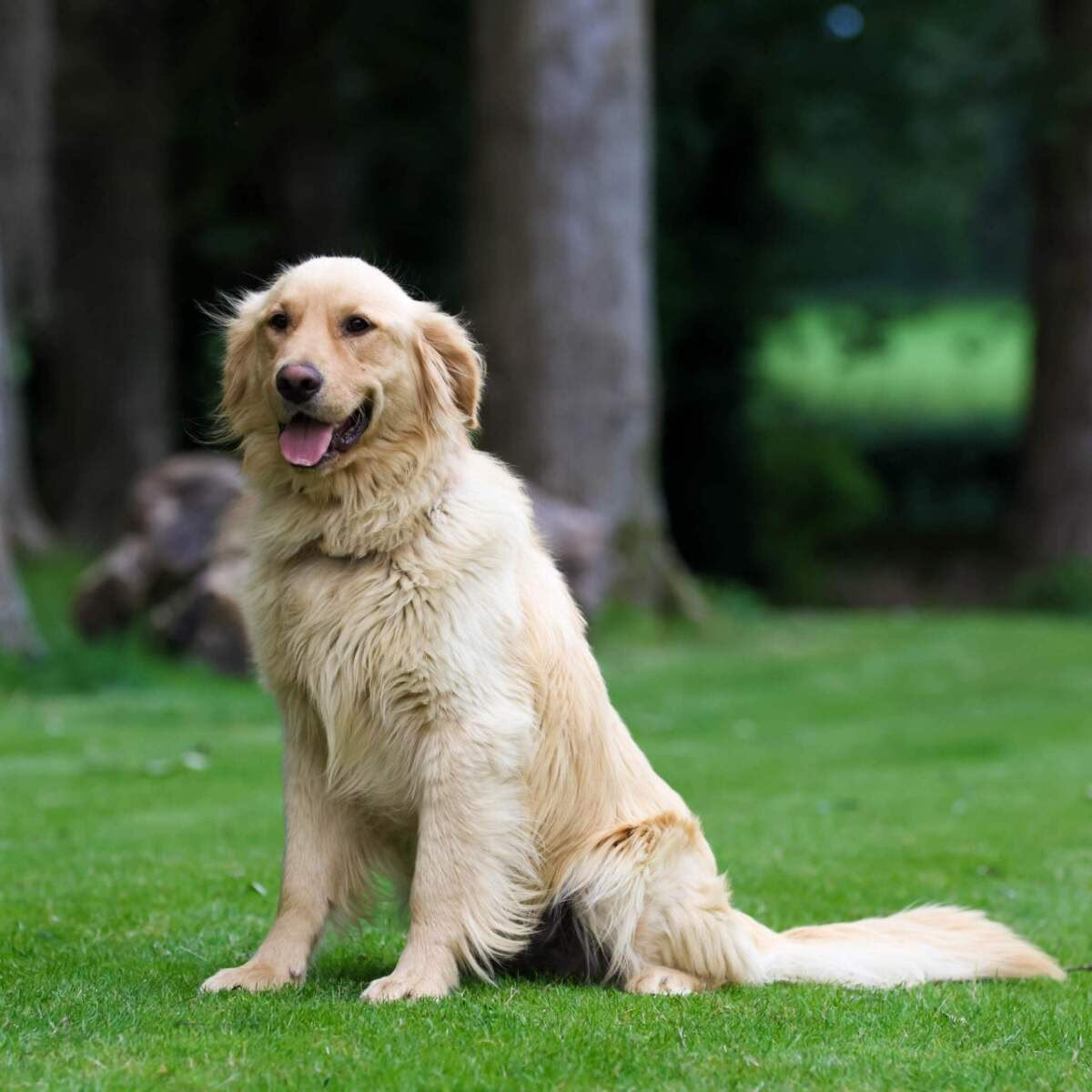 Golden Retriever — therapy candidate
