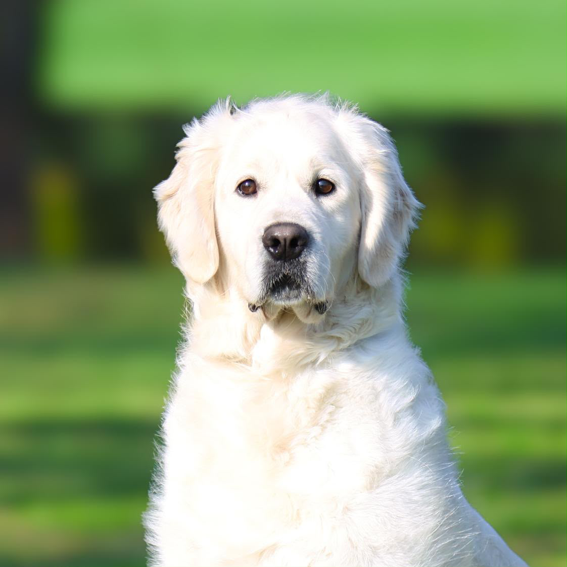 Golden Retriever puppy — steady temperament