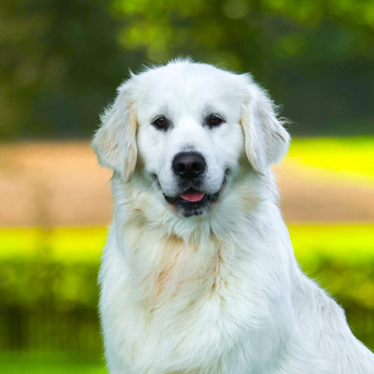 Golden Retriever — assistance temperament