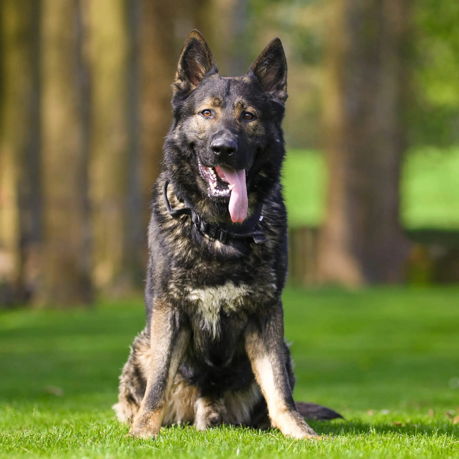 Security Dogs
