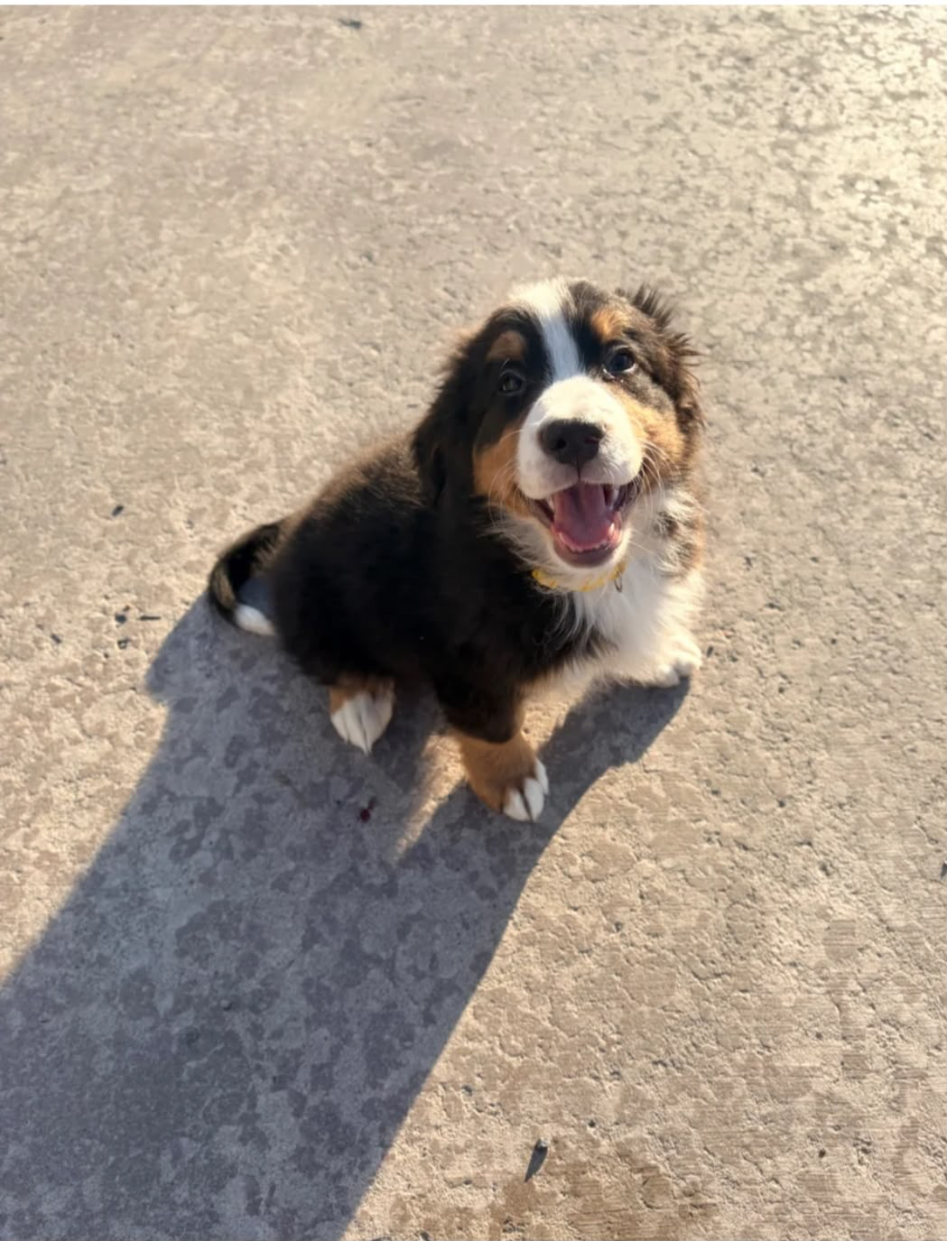 Puppy foundations and social confidence