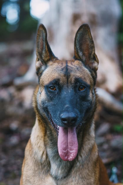 Ongar family protection dog — equestrian smallholdings